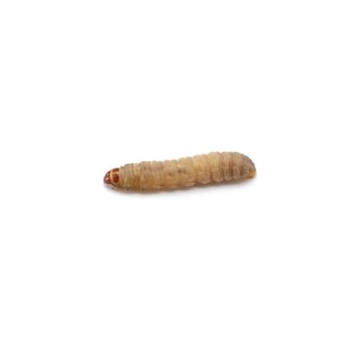 Dubia.com 250 Live Waxworms Worms, HighProtein Wax Worms, Ideal for Pets, Reptiles, Amphibians, Birds and Fishing - size: 1 Count (Pack of 250)