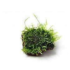 Christmas Moss On Lava Rock Live Aquarium Plant Freshwater Aquatic Moss Buy 2 G 1