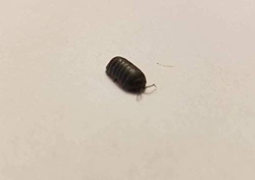 100 - Organically Raised Live Bulk Isopods - (Bioactive Cleanup Crew - Live Premium Feeders) - Armadillidium vulgare