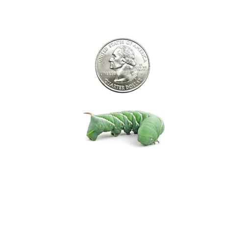 Dubia Roaches 12 Count Medium Hornworms for Bearded Dragons, Geckos, and Other Lizards - size: 1 Count (Pack of 12), style: Medium