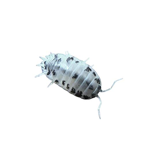 Live Dairy Cow (Porcellio Laevis) Isopods - Fancy Clean Up Crew for Your Terrarium or Vivarium