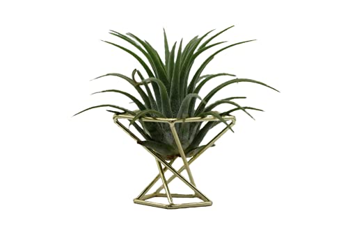Geometric Air Plant Holder Airplants Rack Metal Plants Stand Planter Shelves Himmeli Living Decor Tillandsia Pot Containers (Gold 3pcs)