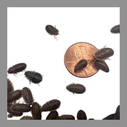 100 Extra Small Live Dubia Roaches in Container Live Reptile Food for Bearded Dragons Turtles Lizards Frogs & Toads Feeder Insects
