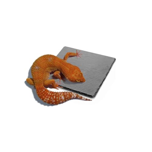 Reptile Basking Platform Rock Tortoise Habitat Accessories Slate Rocks for Reptiles Food Dish Feeding Bowl for Crested Gecko Snake Frog Lizard