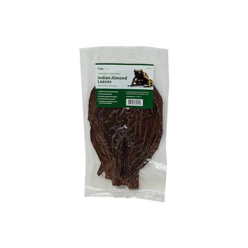 The Bio Dude Colombian Indian Almond Leaves - Leaf Litter - 100% Safe - Boiled and Baked. 15 Count. Great for Terrariums, bioactive vivariums, Frogs, Bettas and Fish. High in Tannins