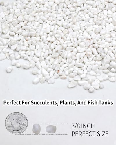 3LB White Succulent & Cactus Gravel Pebbles - 1/4-3/8 Inch Natural Polished River Rocks, Decorative Stones for Plants, Terrariums, Vases, Aquariums & Outdoor Gardening - color: White, size: 3 lb