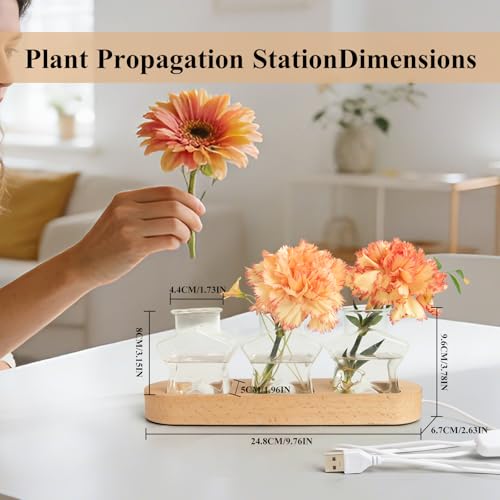 XXXFLOWER Plant Propagation Station with LED Light Wooden Base 3 Star Vases | Glass Terrarium & Lighted Vase, Hydroponic Planter Terrarium for Home Desk Decor, Ideal Gifts for Gardeners & Plant Lovers - color: LED Light