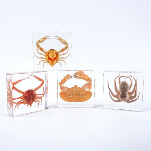 Taxidermy Octopus, Real Oceans Octopus Specimen in Resin Preserved, Clear Acrylic Sealed for Closer-Look & Study, Science Educational Classroom Specimen, Unique Amazing Great Gift (3x3x1-inch) - size: Medium