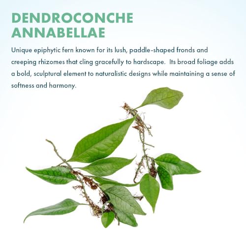 Live Jungle Plant - Dendroconche annabellae - Moderate Care, Medium Light, Bright Green Accent, Vivarium or Terrarium Epiphytic Fern - Loose/Bare Root - color: Dendroconche Annabellae (Bolbitis), size: Loose / Bare Root