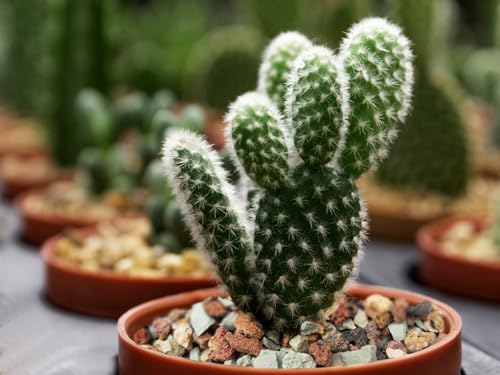 2lb Bonsai Succulent and Cactus Soil Boniosz Gritty Mix Rocks Faster Draining Optimized PH No Root Rot - color: Mix Colors, size: 2lb