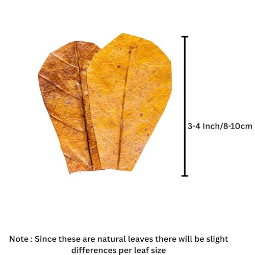 80 Pcs Dried Indian Almond Catappa Ketapang Leaves 4" – Natural Leaf Litter for Betta, Goldfish, Guppy, Tetras & Frogs, Aquarium Botanicals for Fish Tanks, Aquascaping & Terrariums