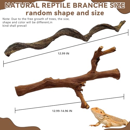 BNOSDM 2PCS Reptile Wood Branches, Snake Climbing Branch, Bearded Dragon Climbing Accessories, Lizard Habitat Decor, Terrarium Tree Trunk Ornament for Gecko Frog Chameleon Spider - color: 1 Grapewood Branch + 1 Mountain Vine Branch