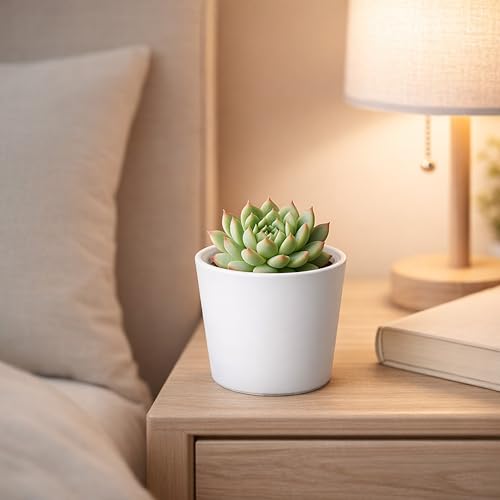 Phoenix Vine 3.5 Inch White Plastic Cachepot with Clear Nursery Pot, Decorative Lightweight Planter Cover with Transparent Inner Pot for Indoor Houseplants, Pack of 12, 24-A-D-12 - color: Matte White, size: 3.5" (12 Pack)