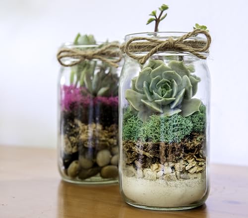 Portland Terrarium kit - DIY Mason Jar Terrarium Kit - color: Clear