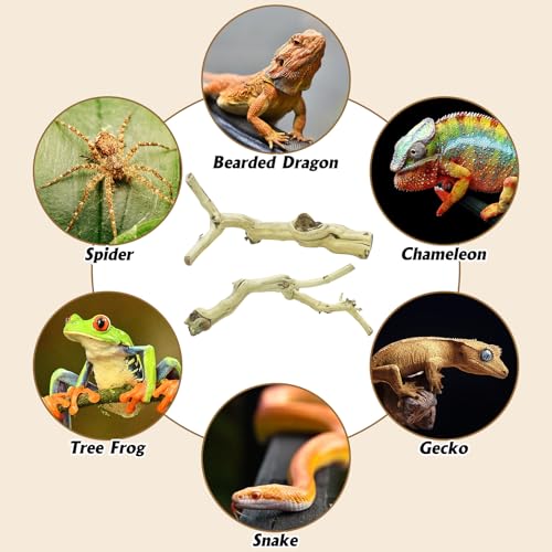 VCEPJH Snake Climbing Branch 3PCS Reptile Wood Natural Cork Log Terrarium Decor Bearded Dragon Tank Accessories Tree Trunk for Chameleon Gecko Ball Python Frog Panlong Wood (11.8-15.7in) - size: Panlong Wood (L:13.7"-15.7"-2pcs)