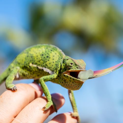Abeillo 2Pcs Crested Gecko Food Spoons, 8.9" Long Handle Stainless Steel Reptile Spoon, Fruit Mixing Stirring Food Feeding Spoon for Gargoyle Bearded Dragon
