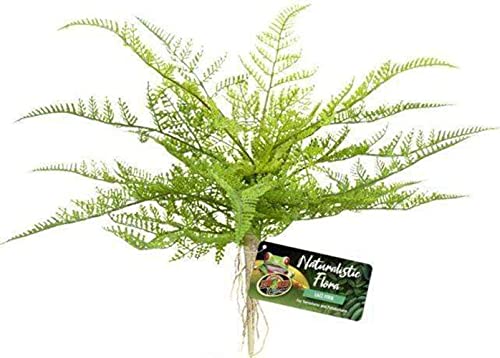 Zoo Med Naturalistic Flora, Lace Fern