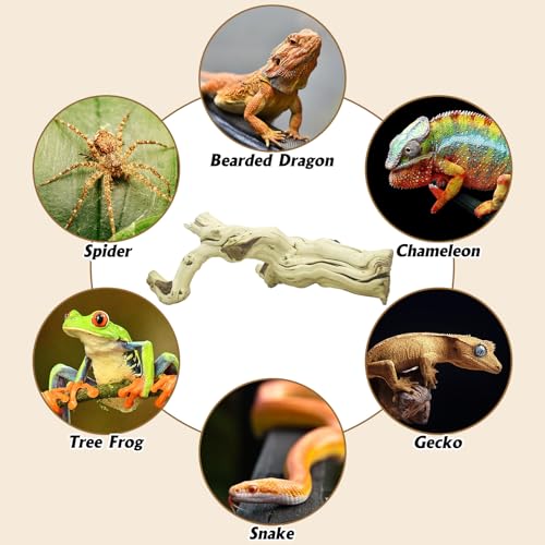 VCEPJH Large Snake Climbing Branch Decor 15.5 in Natural Reptile Wood Cork Log Bearded Dragon Tank Accessories Tree Trunk for Chameleon Gecko Ball Python Frog - size: Panlong Wood (XL:15"-17.7"-1pcs)