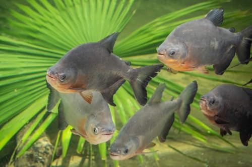 Freeze Dried 1"- 3" Fresh Water Fish for Piranhas Large Fish, Land and Aquatic Turtles, Rodents, Reptiles, Lizards, Cat Treats & More…1.5oz Sm Round Jar - size: 1.5 Ounce (Pack of 1)