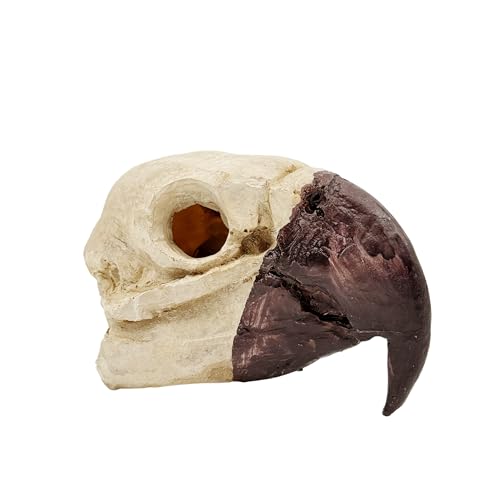 Bird Skull for Reptile Terrariums – Jungle Themed Decor Cave for Dart Frogs, Geckos, Snakes and Bioactive Enclosures