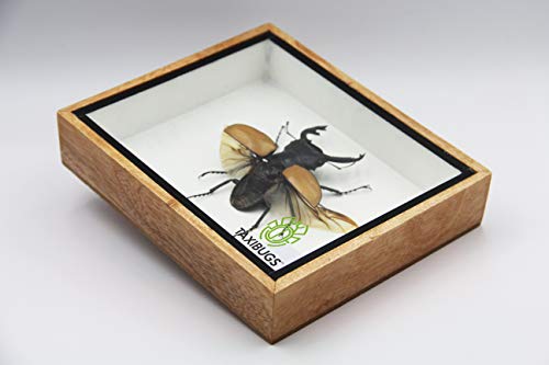 Real Exotic Stag Beetle (Odontolobis Elegans) Open Wings - Taxidermy Insect Bug Collection Framed in a Wooden Box as Pictured ( Wooden Box) - color: Wooden Box