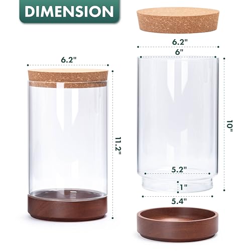 Clear Glass Houseplant Terrarium Planter, 6" W x 10" H, Cylindrical Terrarium with Wooden Base & Cork Lid | Versatile Tabletop Decoration for Home or Office or Hydroponics (Plant Not Included), 41-A-M - size: 6.2"D×10"H