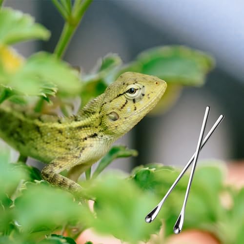 NQEUEPN 2pcs Reptile Food Spoons, Reptile Feeding Spoon Long Handle Fruit Mixing Stirring Food Scoop Pet Feeding Tool Fit for Crested Gecko Lizard Gargoyle Bearded Dragon and Other Small Animals
