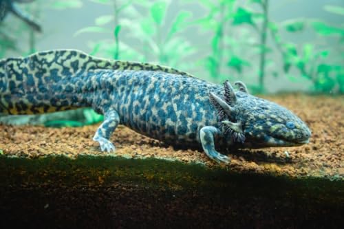 Axolotl Food Soft Moist Sinking Pellets for Axolotls,5/32" 4.0mm Rangen Salmon Sinking Soft Pellets with Squid,Shrimp & Spirulina A5R Bulk Sizes (3LB) - size: 3 Pound (Pack of 1)