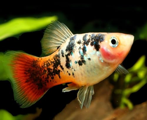 0.5mm - 1/64" Tropical & Community Fish Floating Micro Pellets-WL... 1/2-lb | 0.5mm - 1/64" Floating Micro Pellets for Tropical & Community Fish, Tetras, Guppies, Angel Fish, Small Cichlids, Goldfish - size: 8 Ounce (Pack of 1)