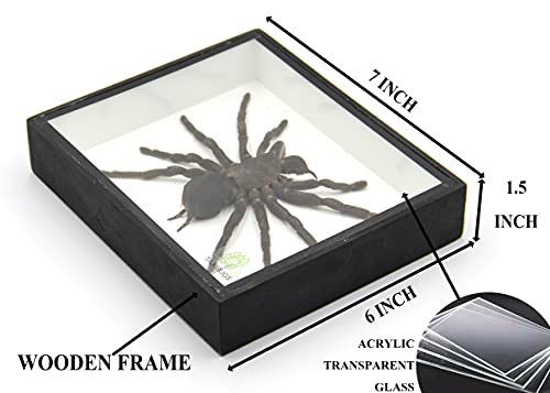 Real Giant Bird Eating Tarantula EURYPEIMA SPINCRUS Spider Taxidermy Transparent Boxed Display (Black Wooden Box) - color: Black Wooden Box