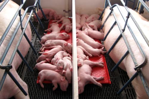 Piglet Heat Mat, Double 48" - size: Double 48"