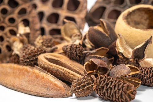 Seed Pod Aquarium Decor Botanical for Shrimp Hides and Breeding, Water Conditioner Betta Fish Botanicals, Isopods, Reptile Terrarium Decor. Dart Frog Vivarium, Lotus Pods