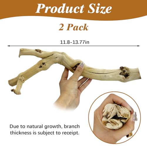 Reptile Branch Decor 2 Pack Snake Climbing Wood Branches Lizard Habitat Decorations Terrarium Natural Forest Tree Trunk Ornament for Bearded Dragon Geckos Chameleon Frog - color: Wood, size: 11.8-13.77 inches