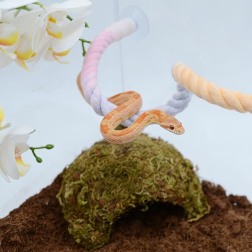 Snake Enrichment, Ball Python Tank Accessories, Gradient Climbing Decoration Rope with Suction Cups, Snake Climbing Accessories, Ball Python Enrichment - size: 80cm