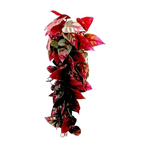 Penn-Plax Reptology Decorative Hanging Terrarium Plant Vines for Reptiles and Amphibians – 24” Length – Green & Red - color: Green & Red, size: 24" Length