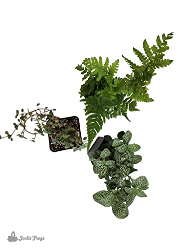 Josh's Frogs Madagascan Rain Frog Vivarium Plant Kit, 10-20 Gallon | Bioactive, 3 Plants