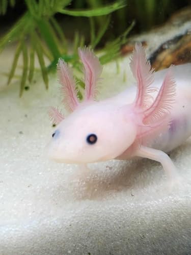 Juvenile Axolotl & Frog Soft Food Pellet Mix 2.4mm,Blackworm,Salamander,Frog,Newts,A282BW (4oz) - size: 4 Ounce (Pack of 1)