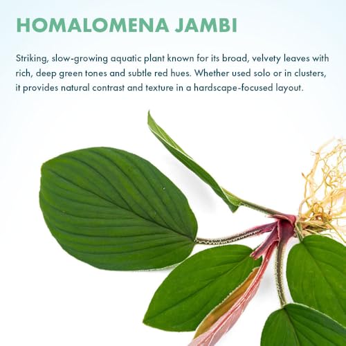 Live Jungle Plant - Homalomena sp. 'Jambi' - Moderate Care, Low to Medium Light, Green Accent, Vivarium or Paludarium Terrestrial Rosette - Loose/Bare Root - color: Homalomena Jambi, size: Loose / Bare Root