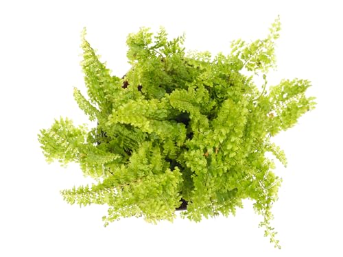 Hirt's Terrarium Kit with 3 Live Mini Ferns in 2" Pots