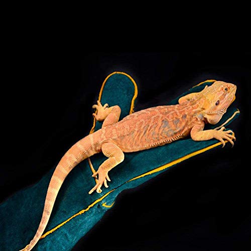 Animal Handling Gloves - 60CM Durable Bite & Scratch Resistant Gloves for Bathing, Grooming, Welding, Handling Dogs, Cats, Birds, Snakes, Parrots, Lizards, Reptiles - color: Green, 60 Cm