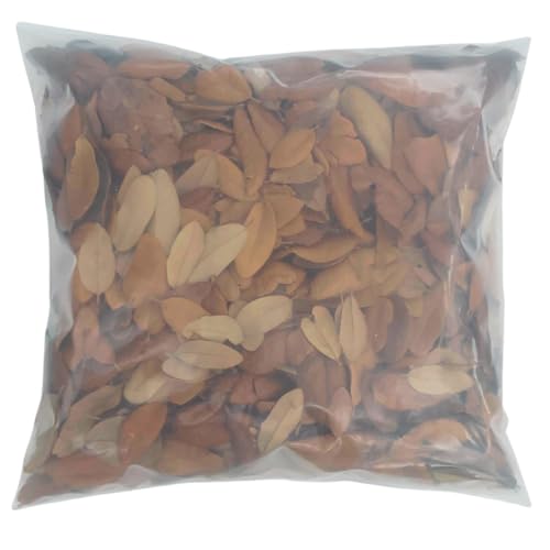 Texas Live Oak Leaf Litter for Reptiles, Bioactive Substrate, Leaf Litter for Isopods, Natural Habitat Enrichment, Terrariums and Vivariums, (4 Gallon) - size: 4 gallon - standard