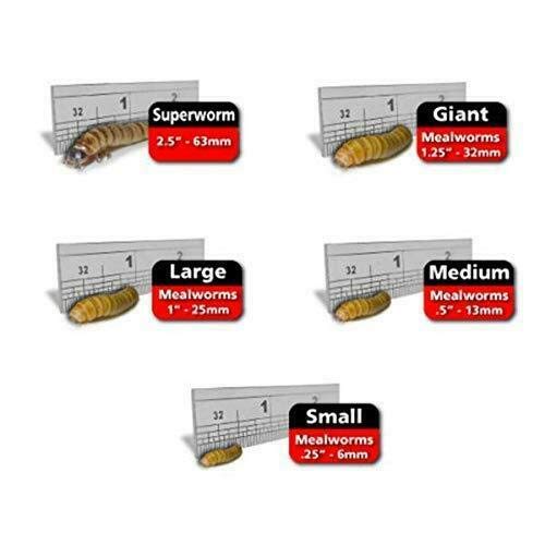 Predator Foods Bulk Live Giant Worms 1.25-1.75 in - (1,000 Count)