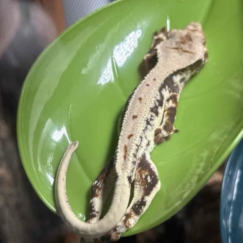 Crested Gecko Tank Accessories,3PCS,Reptile Branches,crestedgecko Hide,Gecko Wall Climbing Toy,Frog Habitat Platform,Tree Frog ,Reptile Leaf,Snake Accessories for Tank