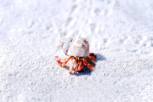 5 lbs. Hermit Crab Sand Substrate, All Natural Premium White Sand Mixture, for Hermit Crab Tanks