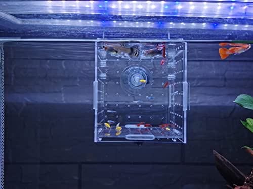 AWXZOM Acrylic Fish breeding Box, Acrylic Fish Isolation Box, Fish Separator for Aquarium, Hatchery Incubator with Suction Cups for Small Baby Fishes Shrimp Clownfish Guppy (3.9 * 3.9 * 3.9inch) - size: 3.9 * 3.9 * 3.9inch