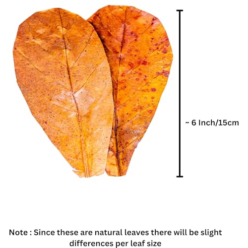 50 Pcs Indian Almond Catappa Leaves 6" for Axolotl Aquariums – Natural Leaf Litter, Aquarium Botanicals, Tank Accessories & Habitat Decor