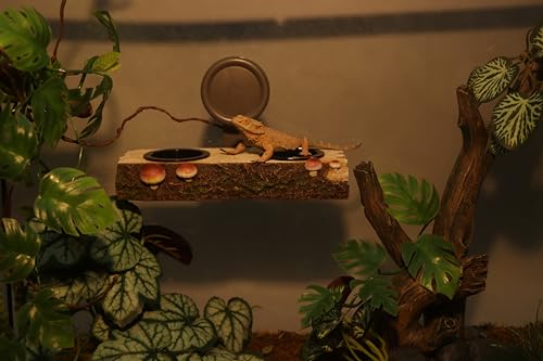 AQUA KT Reptile Gecko Feeding Ledge Food Water Double Bowl with Suction Cup for Terrarium Habitat Snake Lizard Bearded Dragon Chameleon Turtle Feeder Tank Accessory
