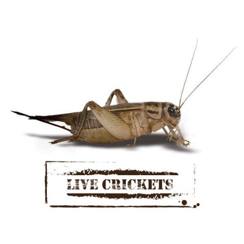 Fluker's Live Crickets for Reptiles, Chickens, Birds and Fishing, 1000 Count Feeder Insects Gut Loaded with Orange Cube, High Calcium, and Vitamins, Shipped Fresh in a Ventilated Box (1/4 Inch) - size: 1000 Count (Pack of 1), style: Small, 1/4"