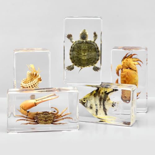 Taxidermy Octopus Turtle Crab, Real Oceans Animals Specimens in Resin Preserved, Clear for Closer-Look & Study, Science Educational Classroom Specimen, for Ornament Decor and Gift (3.0x3.0x0.8-inch) - size: Medium 3pcs