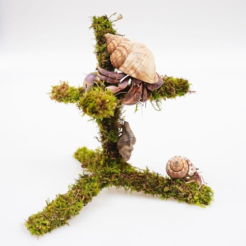 7-Inch Hermit Crab Climbing Toy, Mini Hide, Hermit Crab Accessory